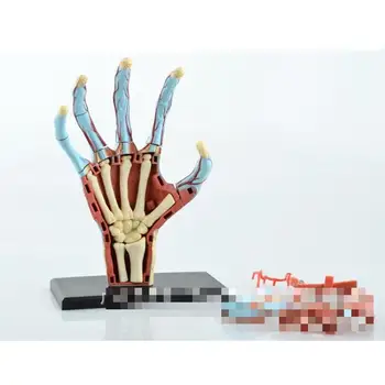 Модел на структурата на ръце, учебно оборудване за началните и средните училища, медицински модел на биологичен пъзел, събрана господар, teac